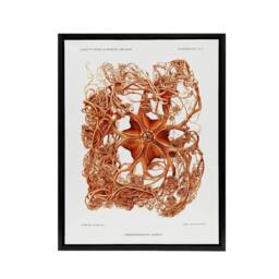 "Artery8 Deep Sea Basket Star Illustration Albert I Framed Canvas Wall Art in White - Size: W12"" x H16""" - thumbnail 1
