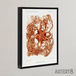 "Artery8 Deep Sea Basket Star Illustration Albert I Framed Canvas Wall Art in White - Size: W12"" x H16""" - thumbnail 2