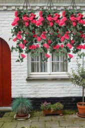 Neel Blue 110cm Artificial Rose Garland Vine Hanging Silk Garland, 18 Flowers - thumbnail 4