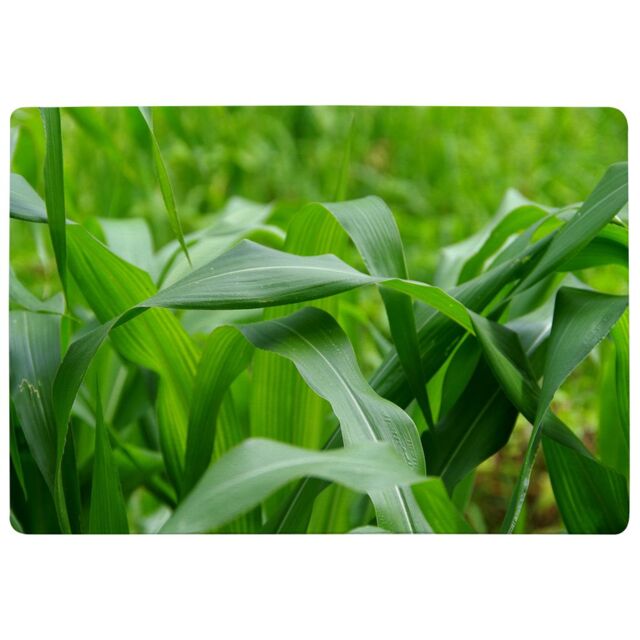 Benjamin Tate Design Green Leaves Corn Fields As Background Designer Rug in Natural - Size: Large - image 1