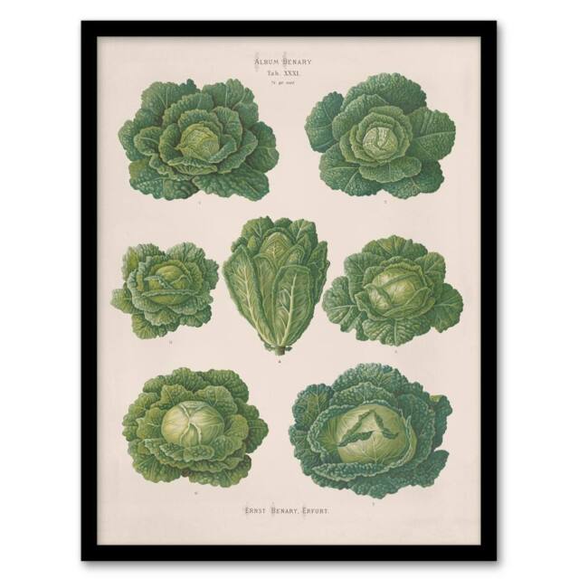 "Artery8 Savoy Cabbages Vintage Kitchen Ernst Benary Framed Wall Art Print in White - Size: W12"" x H16""" - image 1