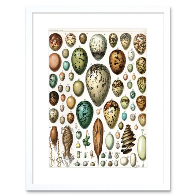 "Artery8 Wall Art Print Millot Various Bird Eggs Framed in White - Size: W7"" x H9""" - image 1