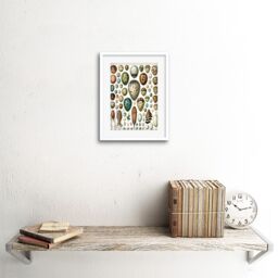 "Artery8 Wall Art Print Millot Various Bird Eggs Framed in White - Size: W7"" x H9""" - thumbnail 2