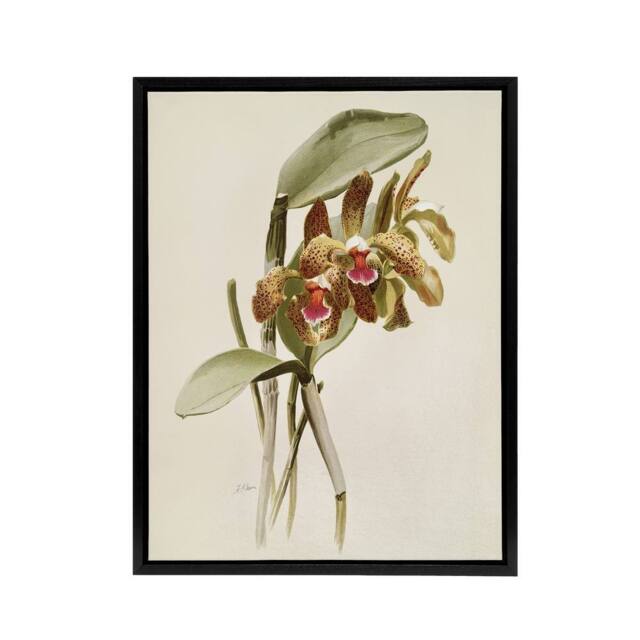 "Artery8 F Sander Cattleya Granulosa Var Schofieldiana Orchid Framed Canvas Art in White - Size: W12"" x H16""" - image 1