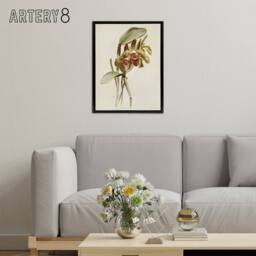 "Artery8 F Sander Cattleya Granulosa Var Schofieldiana Orchid Framed Canvas Art in White - Size: W12"" x H16""" - thumbnail 3