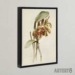 "Artery8 F Sander Cattleya Granulosa Var Schofieldiana Orchid Framed Canvas Art in White - Size: W12"" x H16""" - thumbnail 2