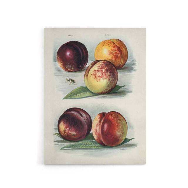 "Artery8 Vintage Fruit Illustration Peach Varieties Wright Canvas Art Print in White - Size: W12"" x H16""" - image 1