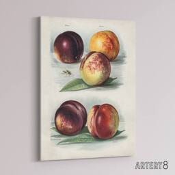 "Artery8 Vintage Fruit Illustration Peach Varieties Wright Canvas Art Print in White - Size: W12"" x H16""" - thumbnail 2