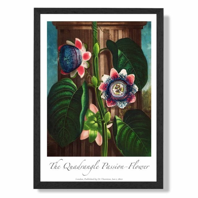 ARTZE Vintage Floral Exhibition - Quadrangle Passion flower Framed Print SIZE: A3 with Black Frame in Green - image 1
