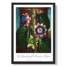 ARTZE Vintage Floral Exhibition - Quadrangle Passion flower Framed Print SIZE: A3 with Black Frame in Green