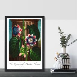 ARTZE Vintage Floral Exhibition - Quadrangle Passion flower Framed Print SIZE: A3 with Black Frame in Green - thumbnail 2