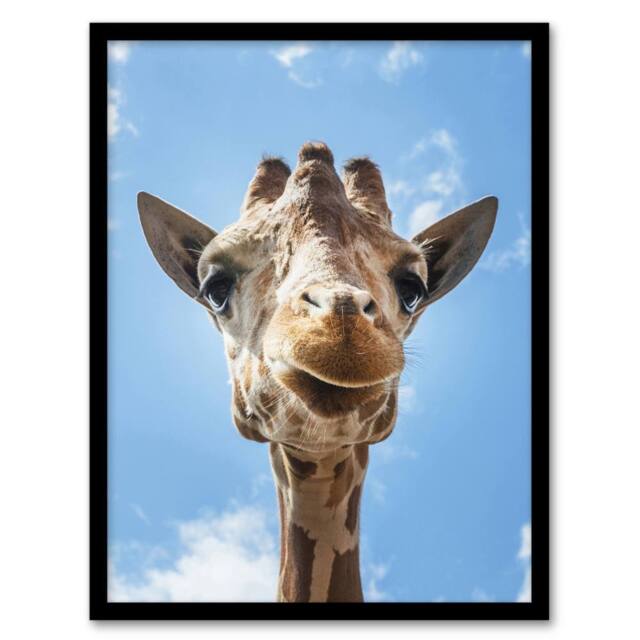 Artery8 Carol M Highsmith Giraffe Head Up Close Look Framed Art Picture Print in Blue - Size: A4 - image 1
