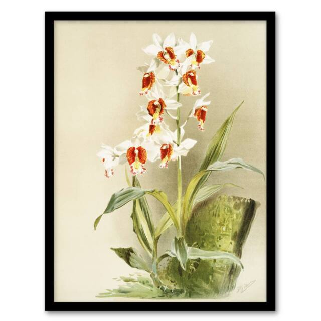 Artery8 Frederick Sander Madagascar Swamp Orchid Flowers Framed Wall Art Print - Size: A4 - image 1