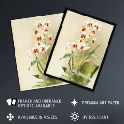 Artery8 Frederick Sander Madagascar Swamp Orchid Flowers Framed Wall Art Print - Size: A4 - thumbnail 2
