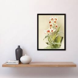 Artery8 Frederick Sander Madagascar Swamp Orchid Flowers Framed Wall Art Print - Size: A4 - thumbnail 4