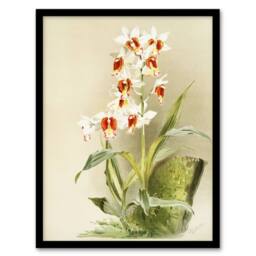 Artery8 Frederick Sander Madagascar Swamp Orchid Flowers Framed Wall Art Print - Size: A4 - thumbnail 1