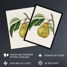 "Artery8 Illustration of a Pear Jacob Sturm Vintage Framed Wall Art Print in White - Size: W12"" x H16""" - thumbnail 2