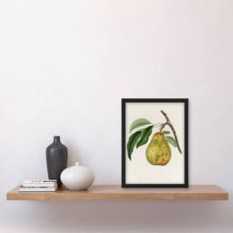 "Artery8 Illustration of a Pear Jacob Sturm Vintage Framed Wall Art Print in White - Size: W12"" x H16""" - thumbnail 4