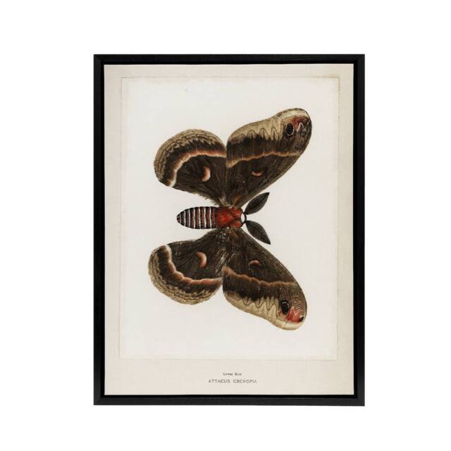 "Artery8 Cecropia Moth Vintage Illustration Denton Framed Canvas Wall Art Print in White - Size: W12"" x H16""" - image 1