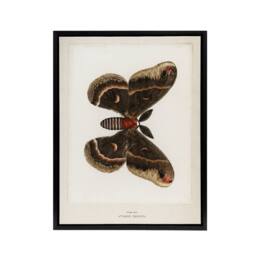 "Artery8 Cecropia Moth Vintage Illustration Denton Framed Canvas Wall Art Print in White - Size: W12"" x H16""" - thumbnail 1