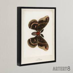 "Artery8 Cecropia Moth Vintage Illustration Denton Framed Canvas Wall Art Print in White - Size: W12"" x H16""" - thumbnail 2