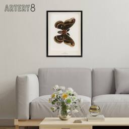 "Artery8 Cecropia Moth Vintage Illustration Denton Framed Canvas Wall Art Print in White - Size: W12"" x H16""" - thumbnail 3