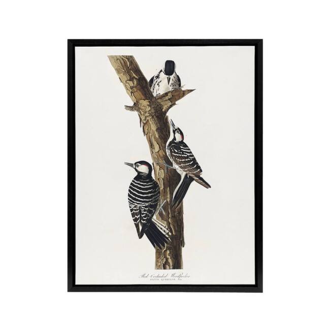 "Artery8 Red Cockaded Woodpecker Audubon Nature Black Framed Canvas Wall Art in White - Size: W24"" x H32""" - image 1