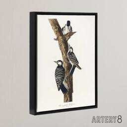 "Artery8 Red Cockaded Woodpecker Audubon Nature Black Framed Canvas Wall Art in White - Size: W24"" x H32""" - thumbnail 2