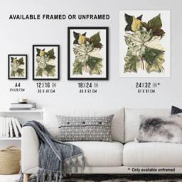 Artery8 Various Ivy Leaves Watercolor Painting Hibberd Framed Wall Art Print in Green - Size: A4 - thumbnail 3