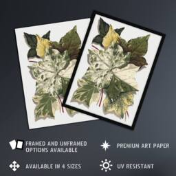 Artery8 Various Ivy Leaves Watercolor Painting Hibberd Framed Wall Art Print in Green - Size: A4 - thumbnail 2