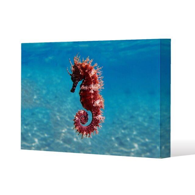 Benjamin Tate Design Mediterranean Seahorse (Canvas Print) / 46 x 31 x 4cm in Natural - Size: 46 x 31 x 4 cm - image 1