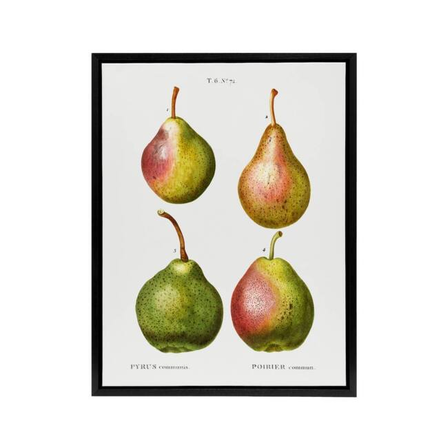 "Artery8 Pear Fruit Illustration Redoute Vintage Black Framed Canvas Wall Art in White - Size: W12"" x H16""" - image 1