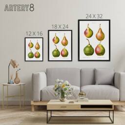 "Artery8 Pear Fruit Illustration Redoute Vintage Black Framed Canvas Wall Art in White - Size: W12"" x H16""" - thumbnail 4
