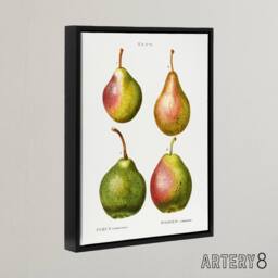 "Artery8 Pear Fruit Illustration Redoute Vintage Black Framed Canvas Wall Art in White - Size: W12"" x H16""" - thumbnail 2