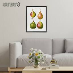"Artery8 Pear Fruit Illustration Redoute Vintage Black Framed Canvas Wall Art in White - Size: W12"" x H16""" - thumbnail 3