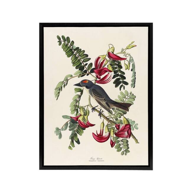 "Artery8 Birds of America Piping Flycatcher Audubon Black Framed Canvas Art in White - Size: W12"" x H16""" - image 1
