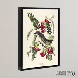 "Artery8 Birds of America Piping Flycatcher Audubon Black Framed Canvas Art in White - Size: W12"" x H16""" - thumbnail 2