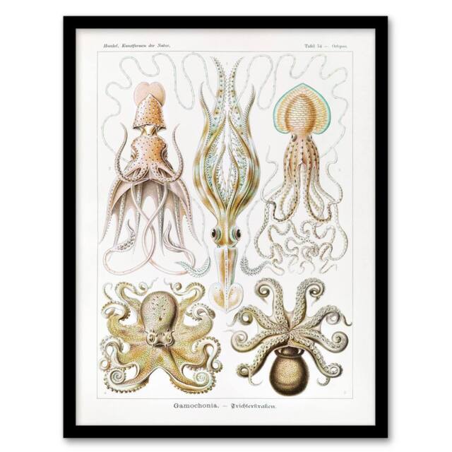 "Artery8 Squid & Octopus Vintage s Haeckel Botanical Framed Wall Art Print in White - Size: W12"" x H16""" - image 1