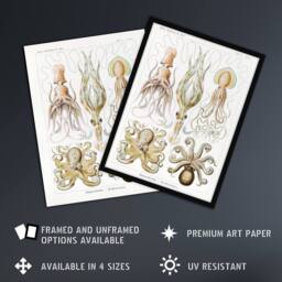 "Artery8 Squid & Octopus Vintage s Haeckel Botanical Framed Wall Art Print in White - Size: W12"" x H16""" - thumbnail 2