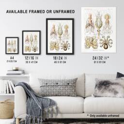 "Artery8 Squid & Octopus Vintage s Haeckel Botanical Framed Wall Art Print in White - Size: W12"" x H16""" - thumbnail 3
