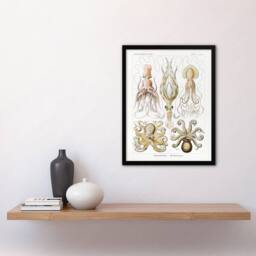 "Artery8 Squid & Octopus Vintage s Haeckel Botanical Framed Wall Art Print in White - Size: W12"" x H16""" - thumbnail 4