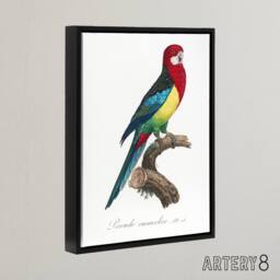 "Artery8 The Eastern Rosella Parrot Levaillant Framed Canvas Wall Art Print in White - Size: W12"" x H16""" - thumbnail 2