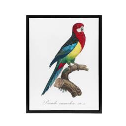 "Artery8 The Eastern Rosella Parrot Levaillant Framed Canvas Wall Art Print in White - Size: W12"" x H16""" - thumbnail 1