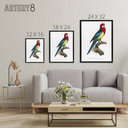 "Artery8 The Eastern Rosella Parrot Levaillant Framed Canvas Wall Art Print in White - Size: W12"" x H16""" - thumbnail 4