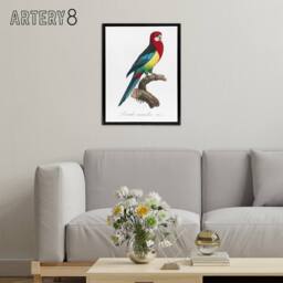 "Artery8 The Eastern Rosella Parrot Levaillant Framed Canvas Wall Art Print in White - Size: W12"" x H16""" - thumbnail 3