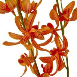 Lemon Pavilion Furniture and Decor Cymbidium Spray (Single Stem Flower) - L10 x W24 x H95 cm - Orange - thumbnail 2