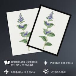 Artery8 Gentian Flower Framed Wall Art Print Vintage Japanese Botanical in Pink - Size: A4 - thumbnail 2