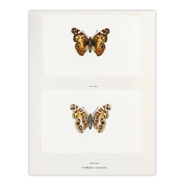 "Artery8 Brazilian Lady Vintage Butterfly Artwork Denton Wall Art Poster Print in White - Size: W18"" x H24""" - image 1