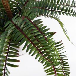 Leaf 40cm Artificial Fern Bush in Decorative Planter in Green - thumbnail 7