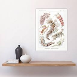 "Artery8 Nudibranch Sea Slug Molluscs Haeckel Botanical Wall Art Print Poster in White - Size: W18"" x H24""" - thumbnail 4